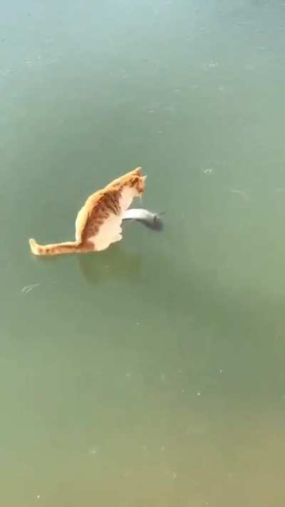 ? come here sweet fish