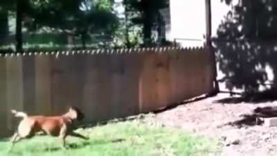 Filming a finished dog fence WCGW