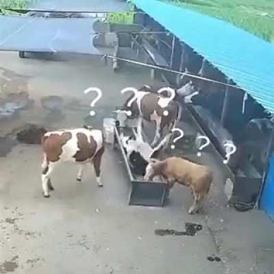 You can't even trust cows.