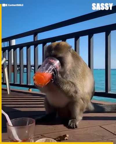 Monkeys and people