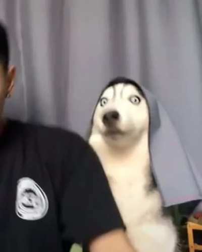 husky potter
