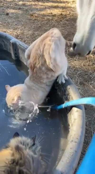Hey... quit horsing around!