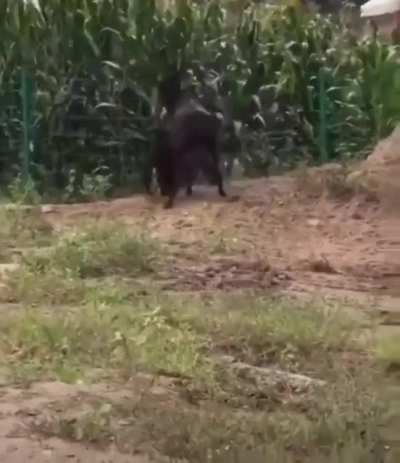 ? An Ass confronted a Hyena who wandered in his farmlands