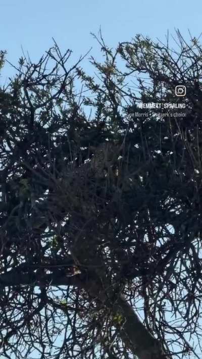 ?Trees bear leopards?