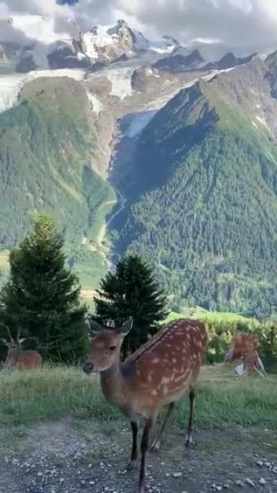 ? Splendid view of Chamonix, France