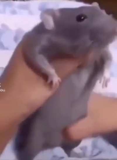 Rat