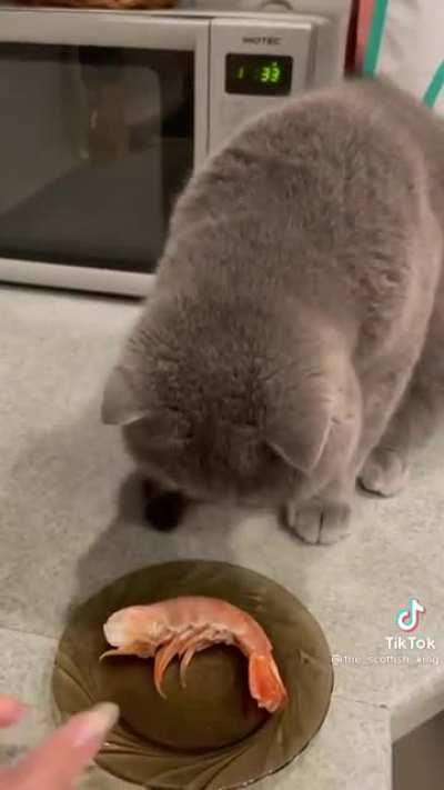 Gordon Ramsey of cats