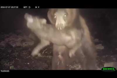 Squeal like a pig