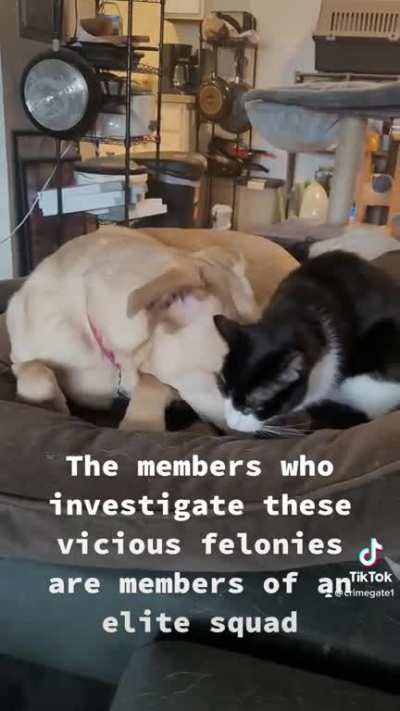 Cat & order svu
