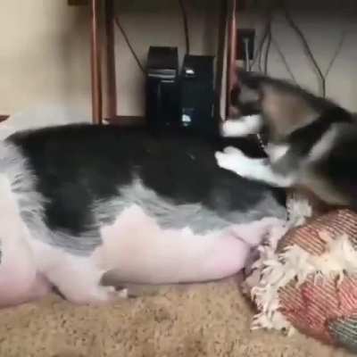 Doggie probably wants tenderised bacon