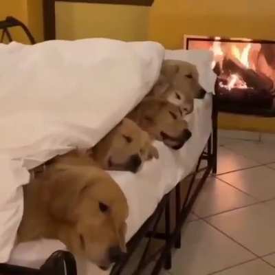 Cozy sleepy puppern
