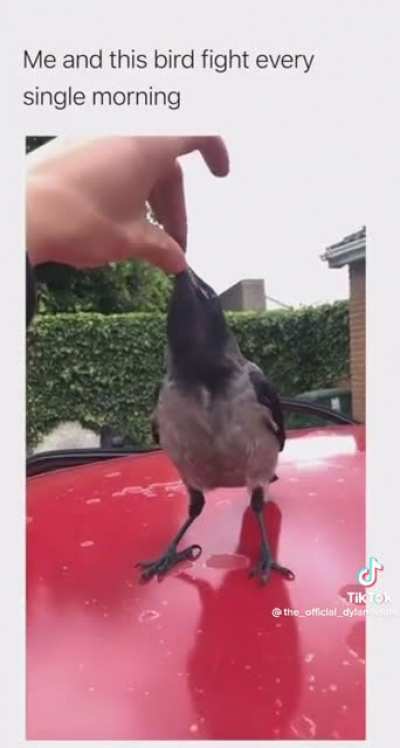 birds?