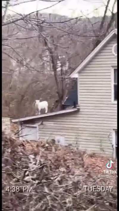 He just wanted to check out the neighbor’s roof