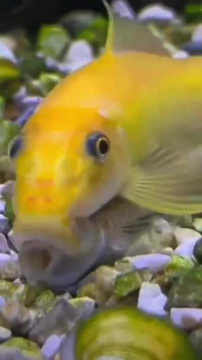 Fish getting lucky