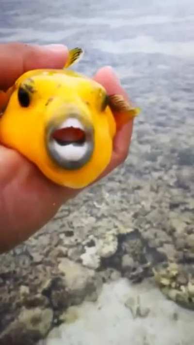Fish with human looking "teeth"