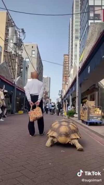 Man taking a walk with his Giant African Tortoise