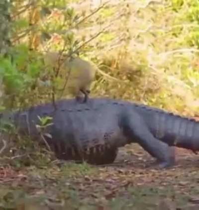 ?Capybara On Alligator.