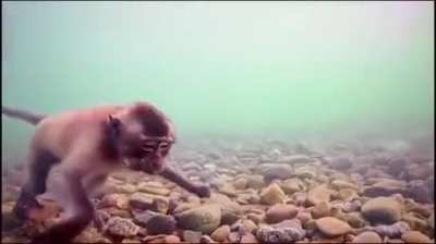 ? Macaques can dive underwater in search of food.