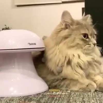 To entertain a cat with a toy