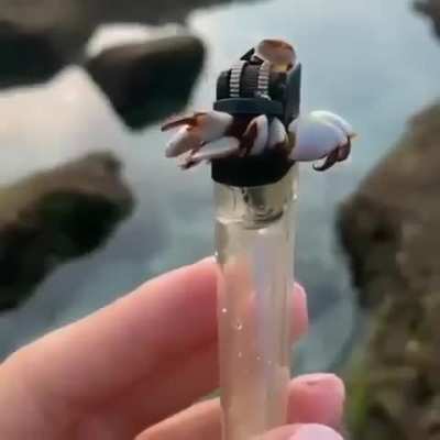 ? Barnacles on a lighter found in the ocean