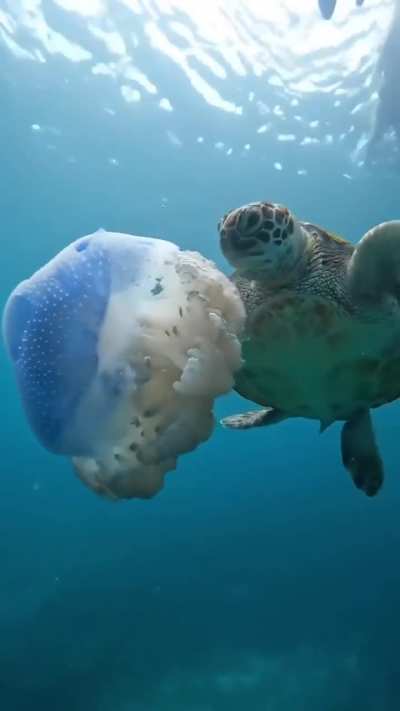 ? Turtle Snacking On A Jellyfish