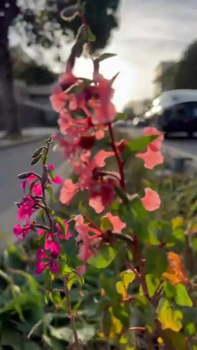 The great concept of "guerilla gardening"