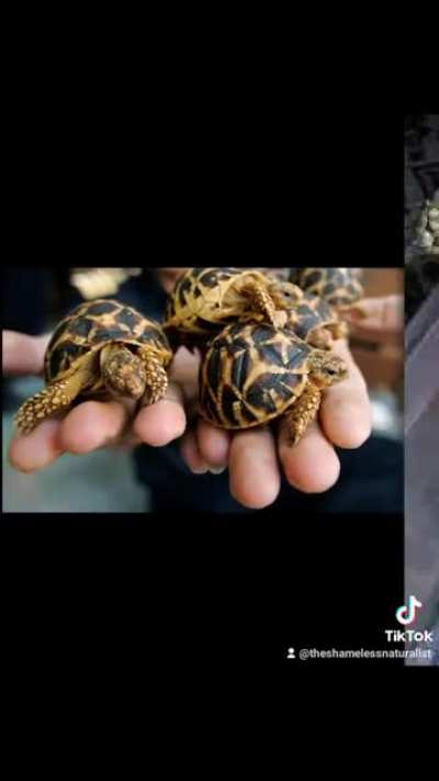 Tortoise penis, enough said.