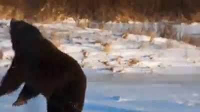 ? A bear having the time of his life
