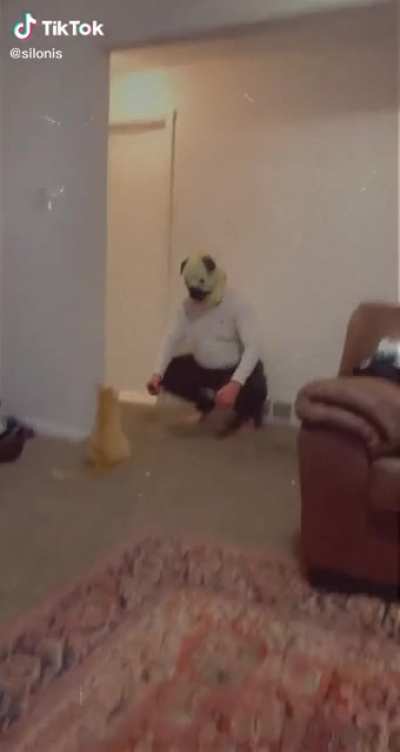 Barking at the cat