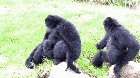 ? The way the Siamang Ape screams is absolutely mind blowing