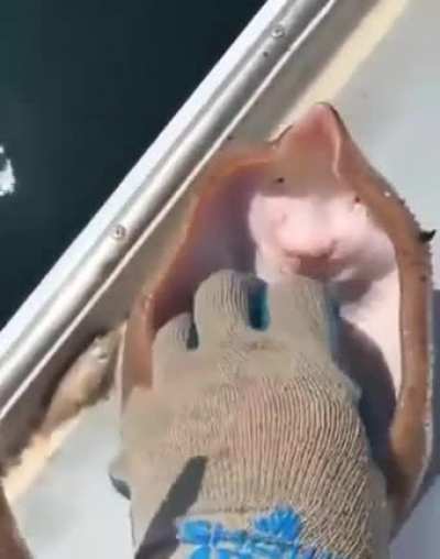 NFC