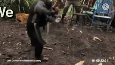 Monkey with a gun
