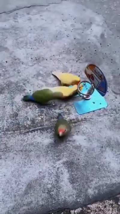birdketball