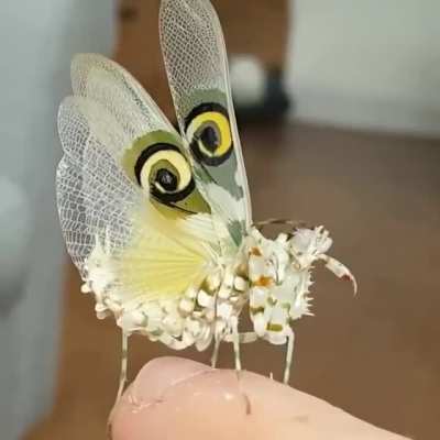 ? Flower Mantis