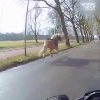 Biker Chases Runaway Horse