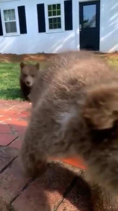 ?Baby brown bears playing in the backyard