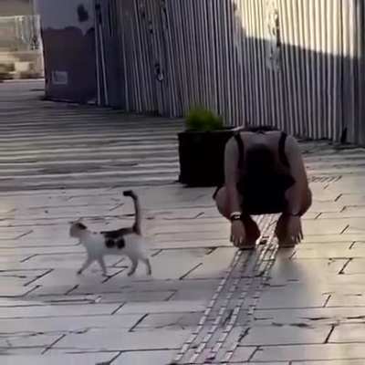 Cats aren't dogs