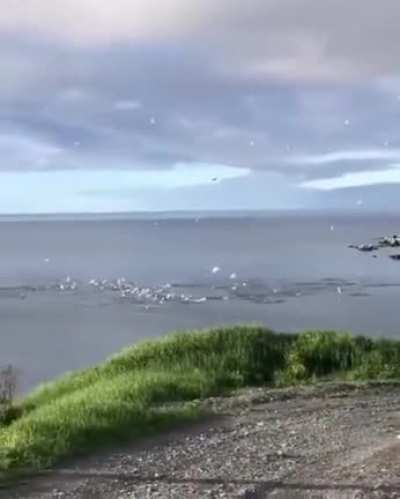 ? Birds diving into water to catch fish