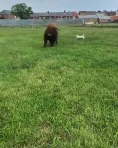 This Playful Cow And His Friends