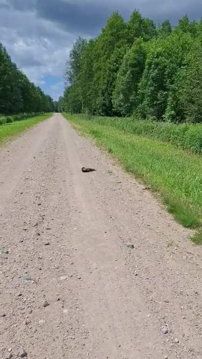 ? Man triggers critter alarm ?