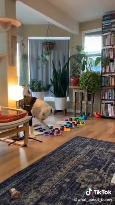 The dog is smarter than me