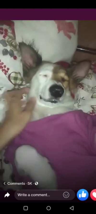 A dog owner from the Philippines got pranked by her dog, will only wake up when the owner says her favorite words "Tara gala" in English "C'mon let's wander around"
