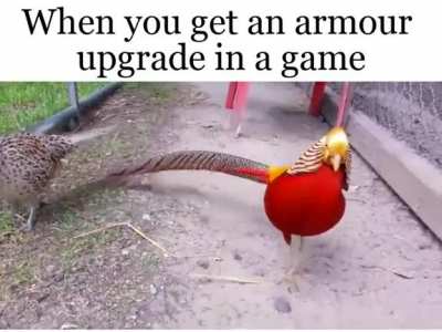 Gotta show off