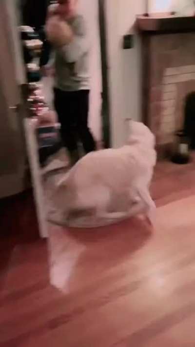 I brought you a gift, new friend!