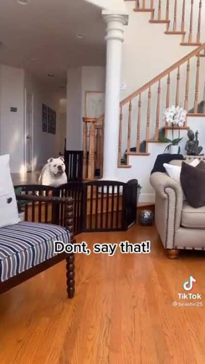 Clingy Dogs ?