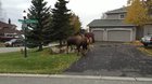 ? Moose Fight ?