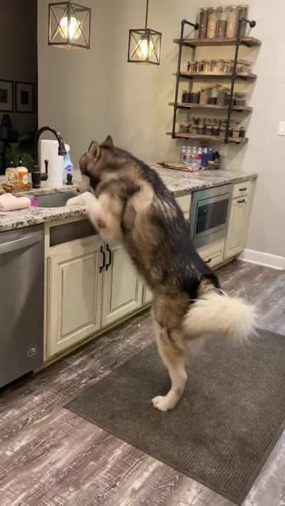 Apparently, I was taking too long to wash his water bowl in the sink. He decided to help himself to a few soapy sips. ?