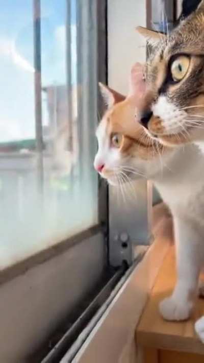 Cat business