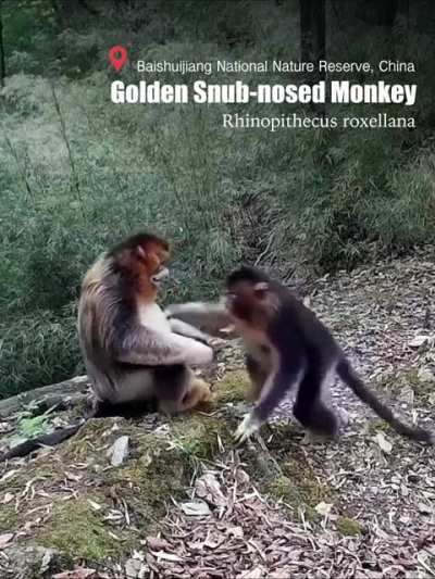 ?Sometimes, all we need is a HUG. Mother golden snub-nosed monkey hugging her baby.