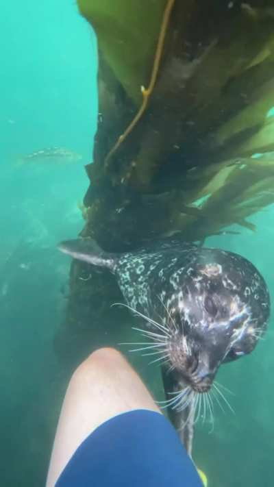 ? Harbor seal tickle attack